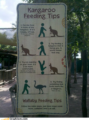 Kangaroo Feeding Tips