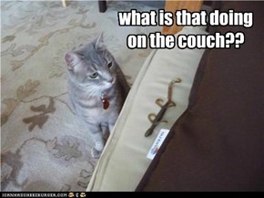Lizard on the Couch