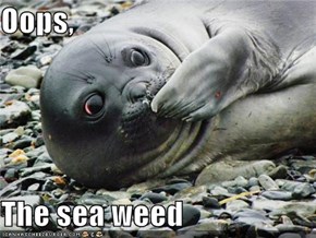 Oops,  The sea weed