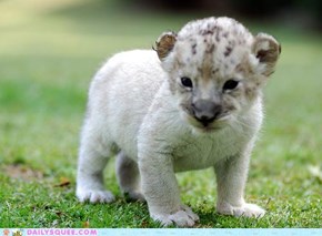 OH MY SQUEE BABY LION