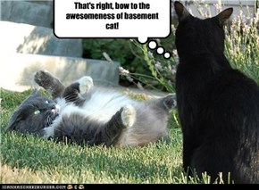 That's right, bow to the awesomeness of basement cat!
