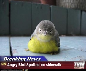 Breaking News - Angry Bird Spotted on sidewalk
