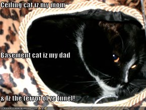 Ceiling cat iz my mom Basement cat iz my dad & Iz the terror of ze tunel!