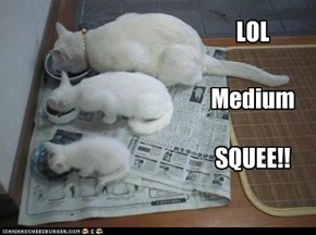 Sizes of cat.