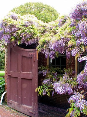 Wisteria on a Garden Fence