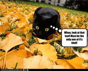 Whoa, look at that leaf! Must be the only one of it's kind!