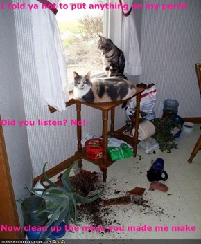 I told ya not to put anything on my perch Did you listen? No! Now clean up the mess you made me make