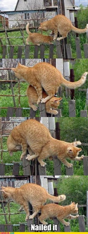 Two Cats, One Fence