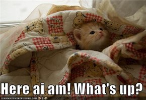Here ai am! What's up?