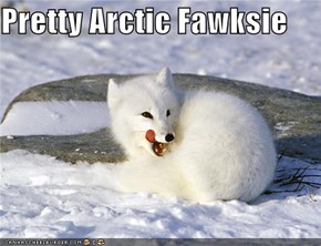 Pretty Arctic Fawksie
