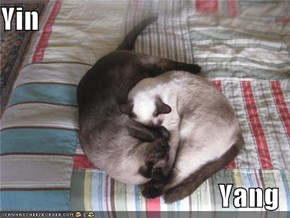 Yin  Yang