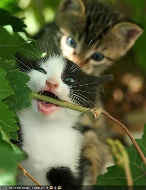 Cyoot Kittehs of teh Day: Don't!  You'll Spoil Your Dinner!