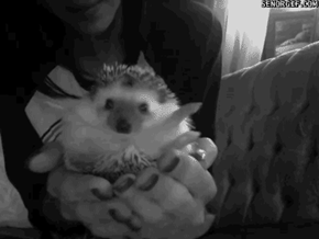 GIF: IZ FREEKIN OWT, MAN!
