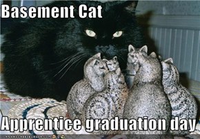 Basement Cat  Apprentice graduation day