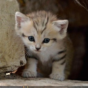 Rare Sand Kitten