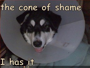 the cone of shame  I has it
