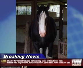 Breaking News - Charity for retired/abused horses may close without your help!  Please visit http://www.northcotehorses.com/index.html and save us!