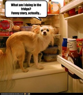 What am I doing in the fridge? Funny story, actually...