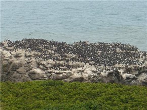 Penguins in Newport, OR