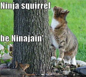 Ninja squirrel