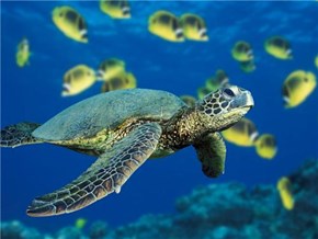 Green Sea Turtle in Hawaii