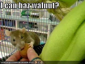 I can haz walnut?