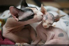 Cyoot Kittehs of teh Day: Nekkid Lurrv