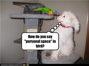 How do you say "personal space" in bird?