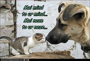 Inter-species mind melding
