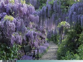 Purple Gardens