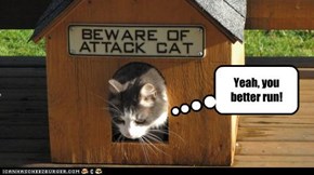 Beware of Attack Cat