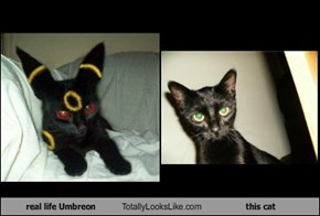 real life Umbreon Totally Looks Like this cat