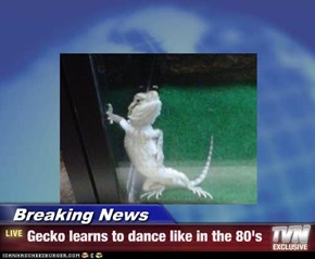 Breaking News - Gecko learns to dance like in the 80's