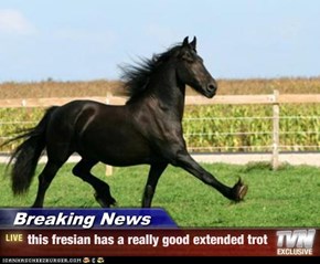 Breaking News - this fresian has a really good extended trot