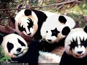 Panda kiss