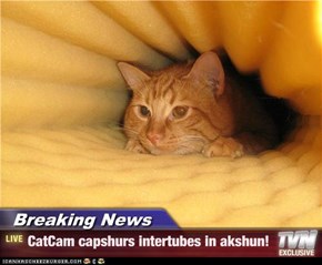 Breaking News - CatCam capshurs intertubes in akshun!