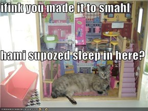 ifink you made it to smahl hami supozed sleep in here?