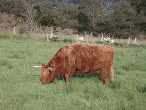 MOO!