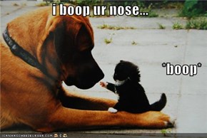 i boop ur nose... *boop*
