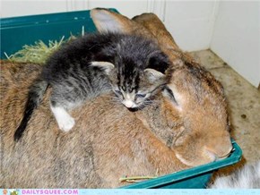 Big Bunneh + Small Kitteh = Too Much Cute