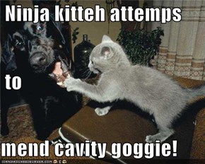 Ninja kitteh attemps  to mend cavity goggie!