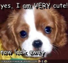 yes, I am VERY cute!  now look away