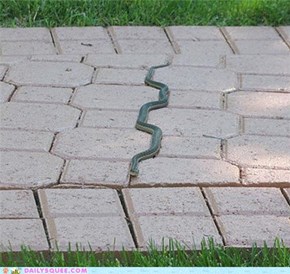 Acting Like Animals: OCD Snake is a Little Obsessive Compulsive