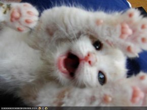 Cyoot Kitteh of teh Day: SPRIZE!!!