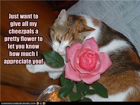 For My Cheezpals