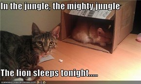 In the jungle, the mighty jungle  The lion sleeps tonight.....