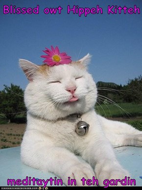 Blissed owt Hippeh Kitteh  meditaytin in teh gardin