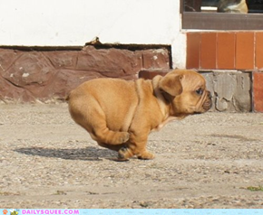 The Cutest Sprint