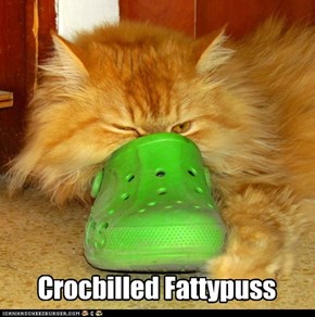 Crocbilled Fattypuss