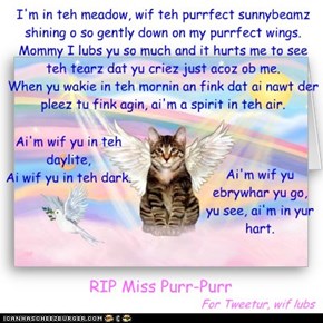 RIP Miss Purr-Purr